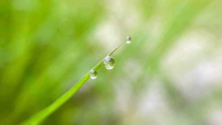 MELIUS-FAMILY-OFFICE